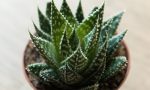 aloe-vera-benefits-4